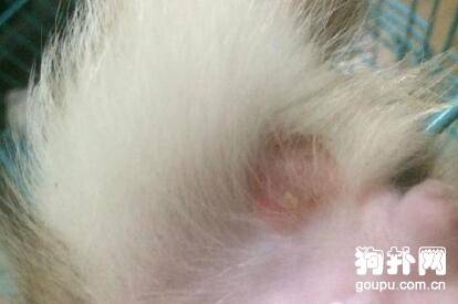 ����ë���׵�֢״�Լ����Ʒ���