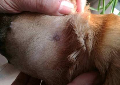 ����Ƥ������ô�Σ���������Ƥ���������Ʒ���