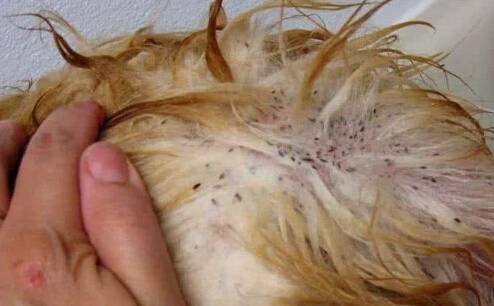 ����Ƥ������ô�Σ���������Ƥ���������Ʒ���