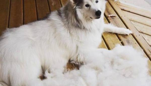 ����ë�Ƚ�������Ƥ������