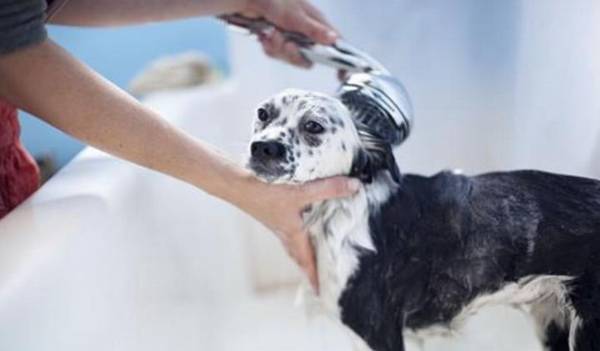 ����ë�Ƚ�������Ƥ������