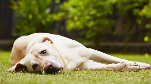 Ƥ�����෢��������