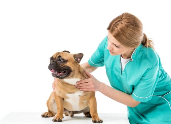 Ƥ�����෢��������