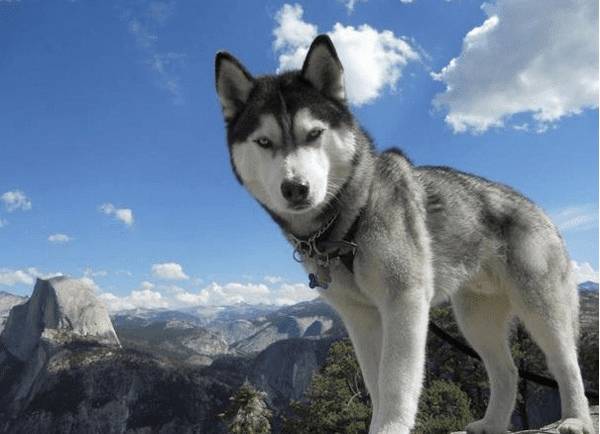 ������Ƥ������ɶ��ã�