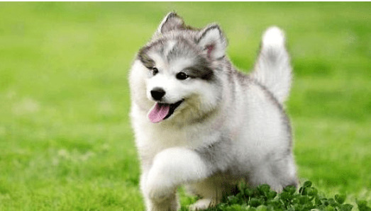 ����˹��Ȯ�㷺��Ƥ������������Щ?С�ķ�ֹ����Ҫ!