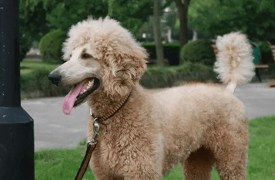 ������Ƥ������ɶ��ã�