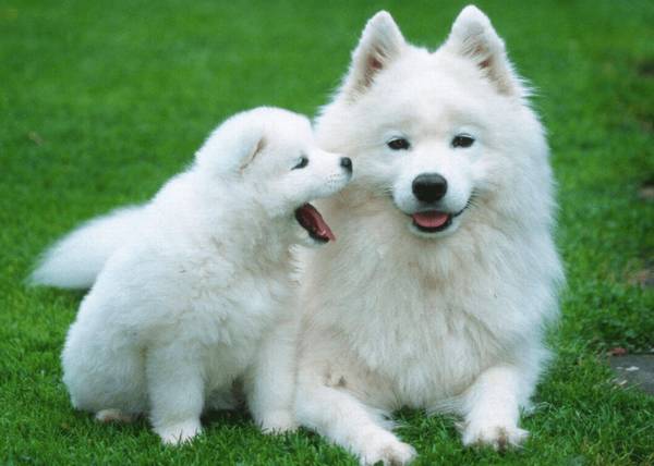 ��ĦҮ�����Ӹ���ô�죿