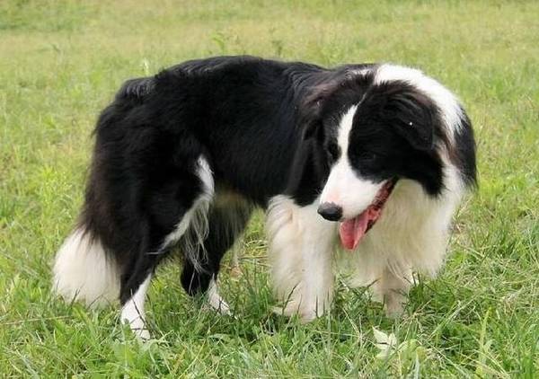 �߾�����Ȯ��к��ʲô��ҩ��