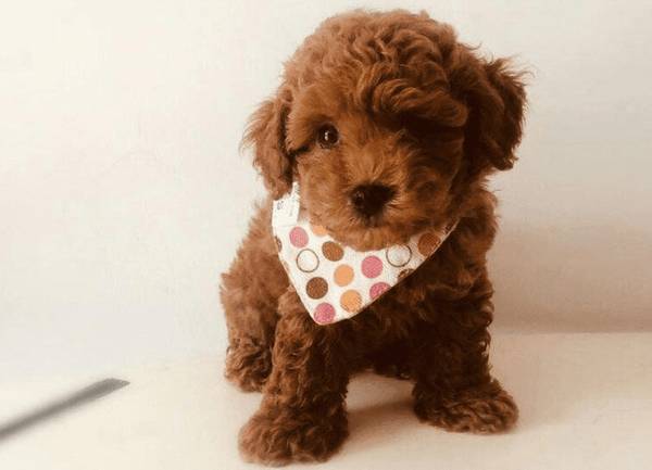 ̩�Ϸ�θ��ϡ����ô�죿С��ҽ�������������̩�Ϸ�θ��ϡ