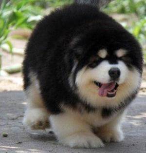 С�������ӳ�ɶ��ҩ�ȽϺ�?�ʵ���ʽ�����!