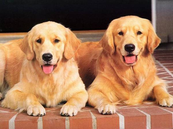 һ������һ�µ��½�ë��ϡ�ĺö��Ե�ʺͽ������