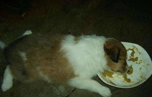 �������˸���ô�죿��һ�ݶ���Ż��״��ȫ��