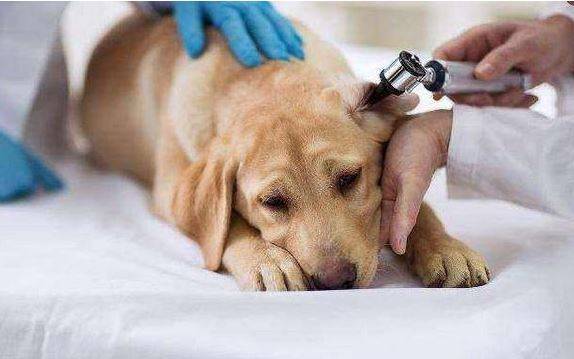 ����Ż�������ӵ��ձ�Ե����ʲô��