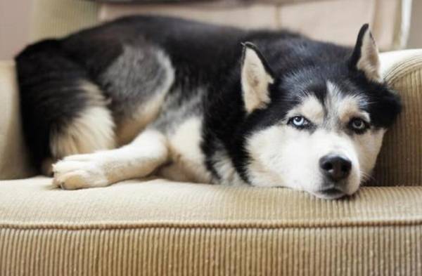 ��ʿ�淴θ��Ҫ�Զ�������ô��