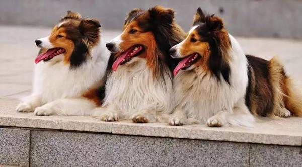 ����Ԥ��Ϊ��Ҫ�����룿