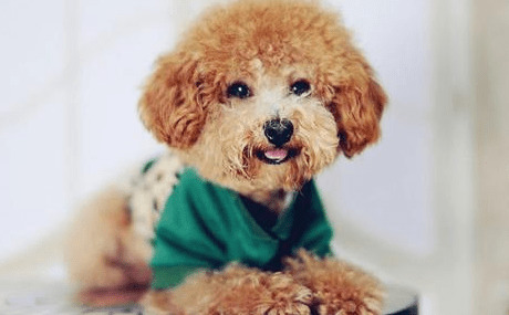 ̩���������棿С��ҽ�������̩��Ȯ����
