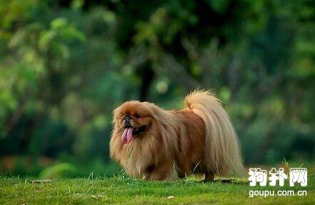 �ﹷ������Ԥ�����Ϊʲô��������ʧ�ܣ�