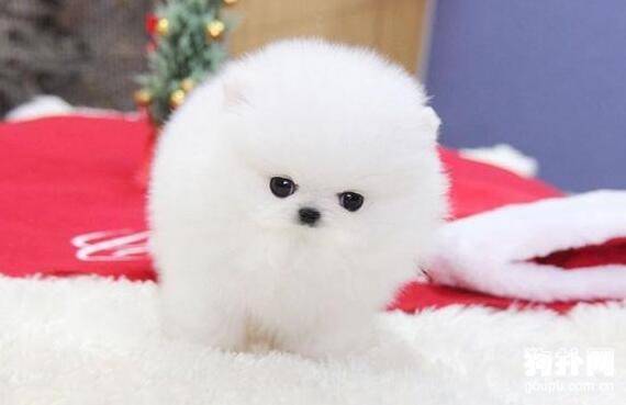 Ԥ����������������һ��Ҫ��