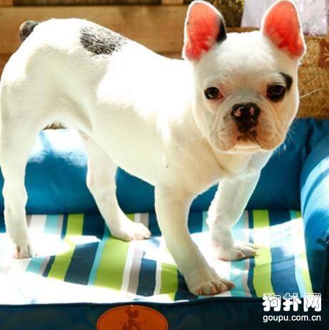 ���ʹ������ӦȮ�����