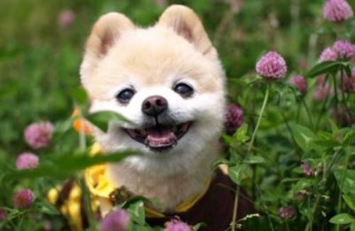���������ĵ÷�����Ȯ������ʲҩ�ã����ж�����ʲҩ��ҽ�ι�����