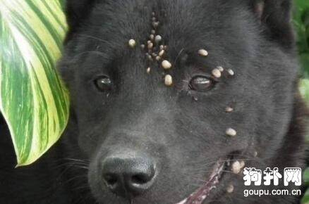 ��������Ԥ��