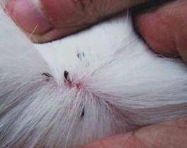 ���ϡ��г桱�Ĺ���,ͨ������6����Ҫ����,�Ͽ������