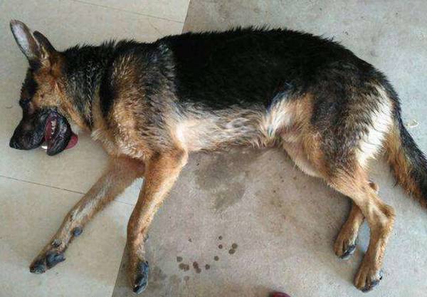 ϸС����Ӧ����ô����