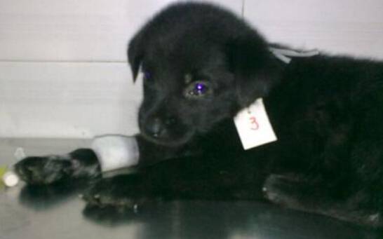 ϸС����Ӧ����ô����