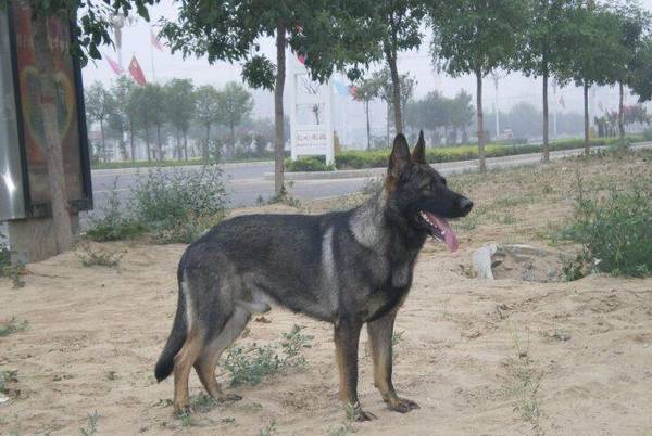 �ձ��������л�����Ȯ���ص�