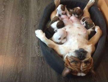 �����������Ժ�������ҧ�ֵ����⣡��һ���Ų�Ӧ�����ӱ���