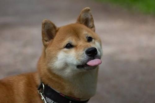 ���������ǣ���Ȯ�����Ժ��Ƿ����ϡ��