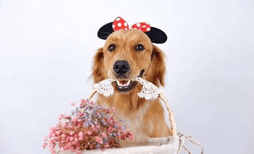 ��ë���ڽи���ͣ����ë���ڽе�����