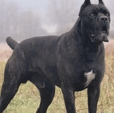 ����ȫ������������ȫ���������Ȯ�����Ե�ɱ����