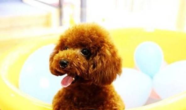 ��Щ����Ĺ�������סլС����ס����������ʺ�٣���5�ֺܺ���