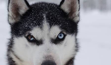 ����ë���ǹ�ʿ�棬����С����ȱ������Щ