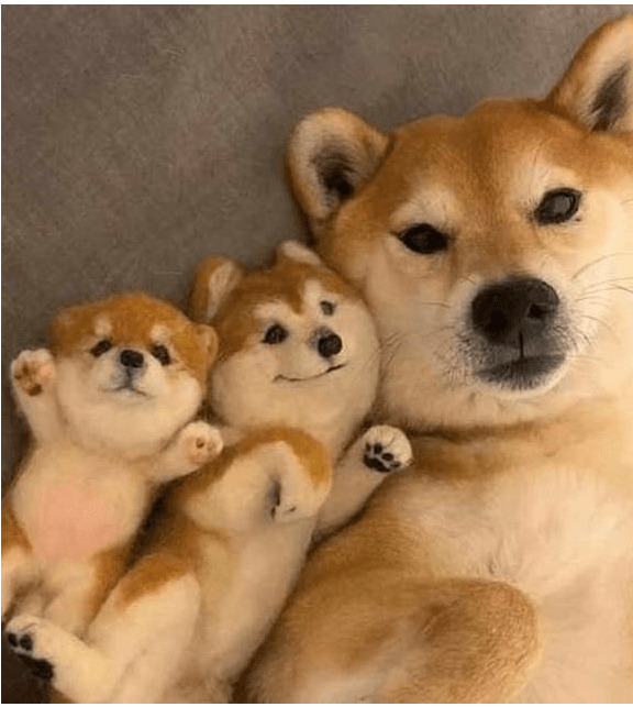��Ȯ���º�����Ȯ������ɵɵ�ķֲ������