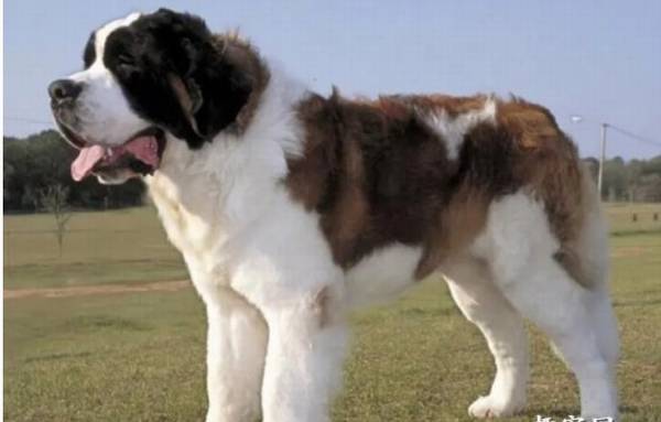 ʥ����Ȯ�ǲ��Ǳ��������ʥ���ɾ������ŵ��ȱ��