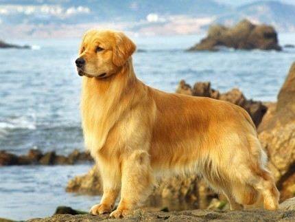 ��ë�ؽ������˽�Ӧ�����Ԥ����?���ֵ�֢״����Щ�أ������ն�