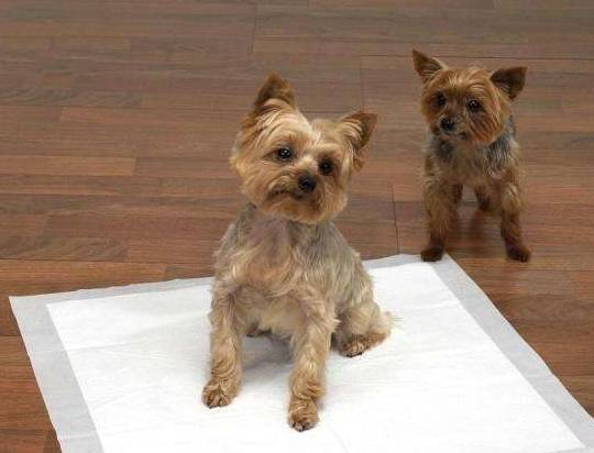 ����ϰ�����������ϲ������⼸�������ѧ�ã�����ã�