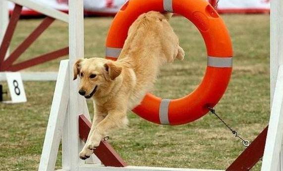 Ϊʲô�ý��������ǳͷ���ѵ����