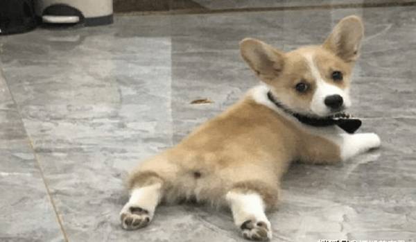 �޹���·�ϣ�С�����ϻ�ͷ�����ˣ���ʲô��˼