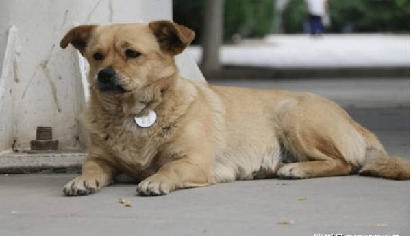 �޹���·�ϣ�С�����ϻ�ͷ�����ˣ���ʲô��˼