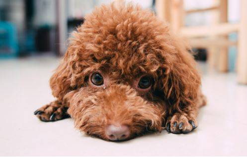 ̩�ϵ����ϵ�ëһ��Ƭ������Ӧ����ô����