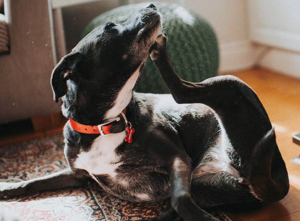 ��ν��С������ë������