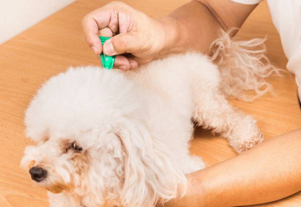 ��ν��С������ë������