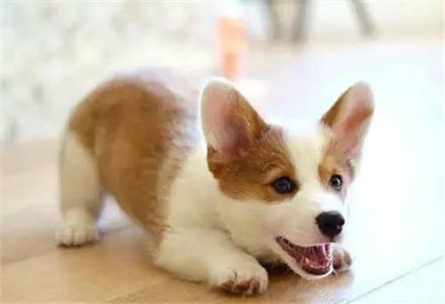 ��ʮ����Ĺ�����ɶ��40��Ĺ��������