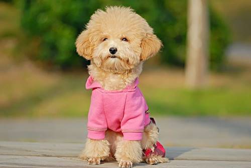 ̩����Щ�¶��������ڼ�̩��ȱ�Ƶ�֢״�������ڼ�̩�ϲ����Ƕ���