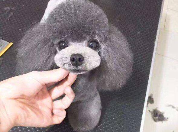 ��ɫ̩��Ȯ����Ǯһֻ���˽�۸�����ϵ�