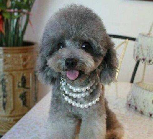 ��ɫ̩��Ȯ����Ǯһֻ���˽�۸�����ϵ�