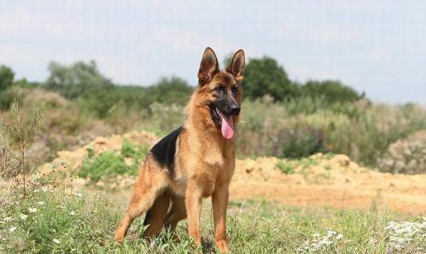 ������������ǰʮ����ëֻ���ŵ���